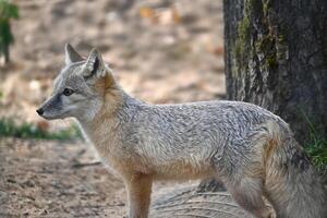Side View of a Corsac Fox in Natural Habitat photo