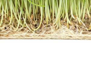 Close-up view of fresh wheatgrass root system photo