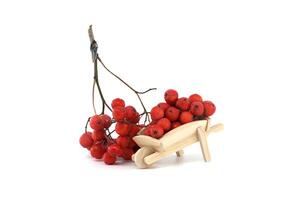 Rustic Arrangement of Red Rowan Berries in Wooden Wheelbarrow Isolated on White Background photo