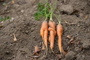 Freshly harvested organic carrots with vibrant green tops lying on rich soil in a garden setting photo