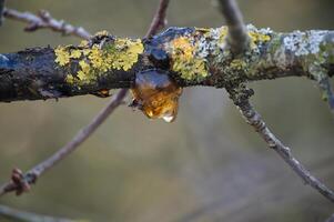 Close-Up of Tree Branch with Amber Resin and Lichen photo