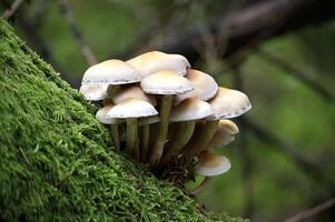 Cluster of Wild Mushrooms Growing on Mossy Tree Trunk photo