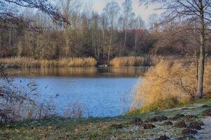Serene Autumn Lake with Golden Reeds and Bare Trees photo