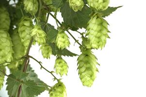 Fresh green hops on the vine, showing detailed texture and vibrant color photo