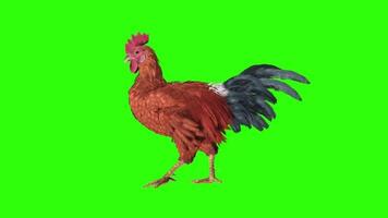 Chicken Rooster Walk video