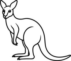 Kangaroo outline or line art or sketch illustration, standing upright with a pouch visible, drawn with clean lines on a white background. vector