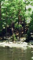 A river running through a forest filled with lots of trees video