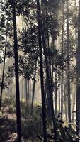 A serene bamboo grove shrouded in mystical fog video