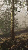 A forest filled with lots of trees covered in fog video