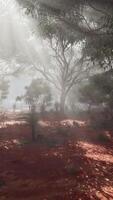 A dense and mystical forest engulfed in thick fog video