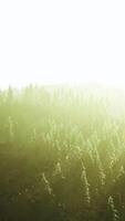 Sunlight streaming through trees in a lush forest video