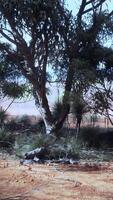 A scenic view of a tree-filled field video