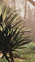 une paume arbre dans le milieu de une herbeux zone video