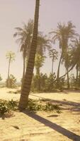 A sandy beach with palm trees and the ocean in the background video
