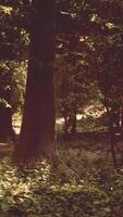 A lush and vibrant forest with an abundance of trees and foliage video
