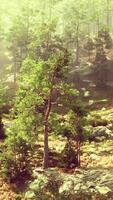 A serene landscape with a group of trees video