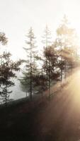 Sunlight streaming through trees in a forest video