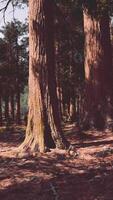 A dense and majestic forest with towering trees video