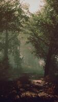 A serene forest path enveloped by towering trees video
