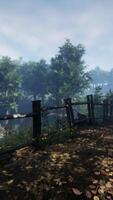 A serene forest scene captured within a protective fence video
