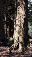 A dense forest with tall trees standing in the midst of nature video