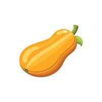 Butternut squash isolated flat illustration on white background. vector