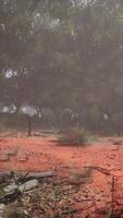 Dirt Field With Trees in Background video