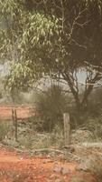 Whispering Path, A Serene Journey Through the Enchanting Australian Bush video
