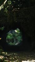 Tunnel Surrounded by Lush Green Forest video