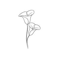 Calla Lily Continuous line art flat illustration on white background vector