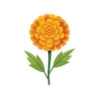 Marigold flower isolated flat illustration on white background. vector