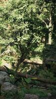 Dense Forest With Trees and Rocks video