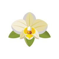 Orchid flower isolated flat illustration on white background vector