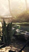 Sunlight Filters Through Trees in Tropical Forest video