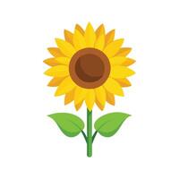 Sunflower isolated flat illustration on white background vector