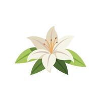 Lily flower isolated flat illustration on white background vector
