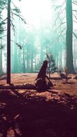 majestätisch Mammutbaum Wald mit hoch aufragend Bäume video