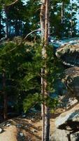 A group of trees that are sitting on some rocks video