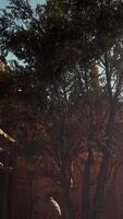 The sun shines through the trees in front of a building video