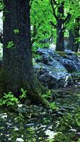 A dense forest with towering trees and scattered rocks video