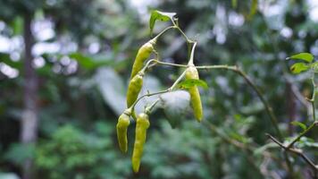 pflücken frisch Chilischoten direkt von das Baum zum Küche Gewürze video