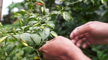 picking fresh chilies directly from the tree for kitchen spices video