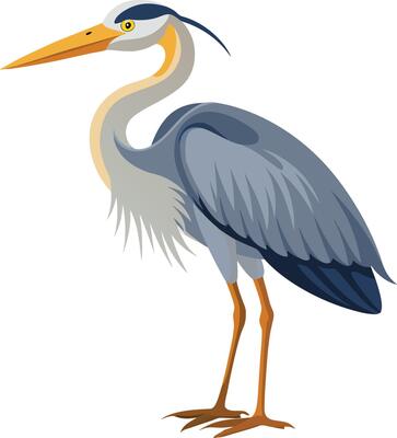 The Elegant Heron Fascinating