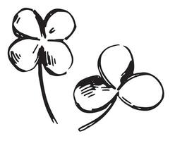 Sketch of clover plant leaves. Simple shamrock leaf in engraving style. Botanical illustration isolated on white. vector