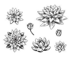 Outline drawings of water lily flowers. Set of lotus bud in sketch style. Botanical illustration isolated on white. vector