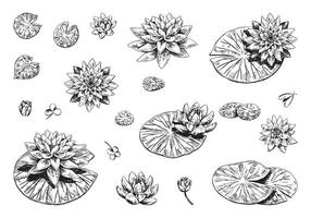 Outline drawings collection of water lily plants. Set of lotus flowers, leaves in sketch style. Botanical illustration isolated on white. vector