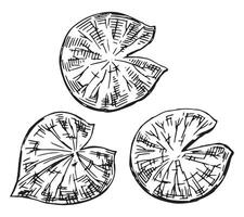 Outline drawings of water lily plants in pond, leaf pads. Set of lotus leaves in sketch style. Botanical illustration isolated on white. vector