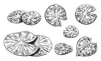 Outline drawings collection of water lily plants in pond, leaf pads. Set of lotus leaves in sketch style. Botanical illustration isolated on white. vector