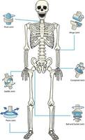 Types of Joints diagram vector
