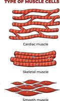 illustration of Muscle cells types vector